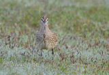 Småspov (Numenius phaeopus)