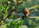 Red-backed Shrike (Lanius collurio)