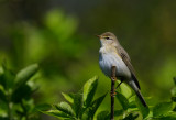 Willow Warbler - Lvsngare