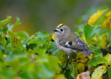 Kungsfgel - Goldcrest