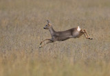 Rdjur - Roe Deer