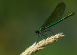 Blbandad jungfruslnda (Calopteryx splendens)