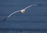 Gråtrut - Herring Gull