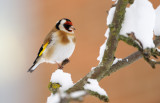 Steglits - European Goldfinch