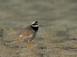 Ringed Plover