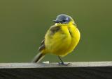 Yellow Wagtail