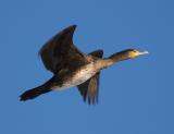 Great Cormorant - Storskarv