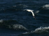 Havssula - Northern Gannet