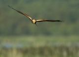 Marsh Harrier, juvenile