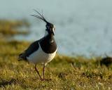 Northern Lapwing