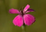 Dianthus deltoides