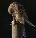 Kestrel, female with vole