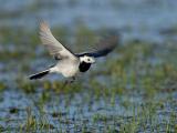 Pied Wagtail