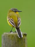 Yellow Wagtail