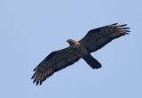 Honey Buzzard, adult