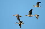 Greater White-fronted Geese