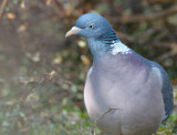 Ringduva - Wood Pigeon