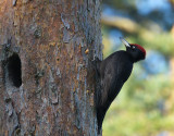 Black Woodpecker