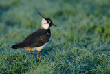 Northern Lapwing