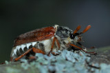 Ollonborre (Melolontha melolontha)