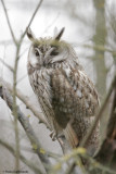 Gufo comune (Long-eared Owl)_7718.jpg