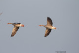 Oca-selvatica (Greylag goose)-a072.jpg