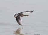 Oca-selvatica (Greylag goose)-c039.jpg
