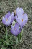 Crocus _001.jpg