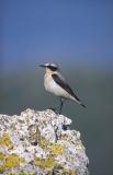 Culbianco (Northern Wheatear) 3.jpg