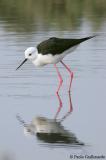 Cavaliere dItalia (Black-winged Stilt)_030.jpg