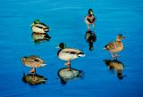 Ducks on a frozen pond