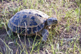 Yengui Gazgen - Turtle