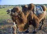 Yengui Gazgen - Camel