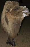Yengui Gazgen - Camel in the night