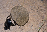 Yengui Gazgen - Dung beetle (bousier)