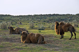 Yengui Gazgen - Camels