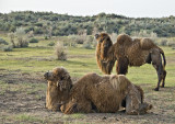 Yengui Gazgen - Camels
