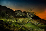 Tree at Castle Crag