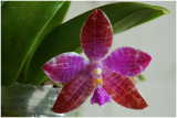 Phalaenopsis lueddemanniana Mindanao