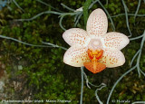 Phalaenopsis Mini Mark Maria Theresa