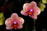 Phal. Brother Love Sands