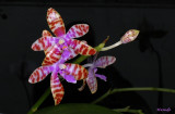 Phalaenopsis mariae