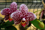 Phalaenopsis Ever Spring King Lee