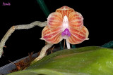 Phalaenopsis javanica