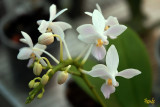 Phalaenopsis equestris albescens