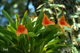 Masdevallia hybrid