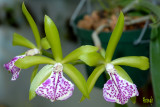Brassocattleya Binosa 'Wabash Valley'