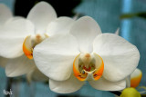 Phalaenopsis NoID