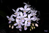 Phalaenopsis equestris 'albescens'