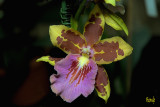 Miltonia hybrid